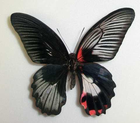 Papilio rumanzovia Gynandromorph Philippines (Internet Image property of respective owner, non-commercial use only)